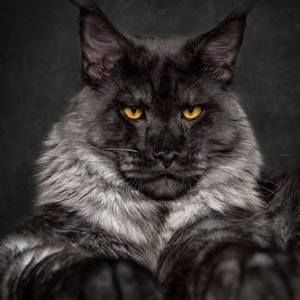 Meet your Posher, Manuel